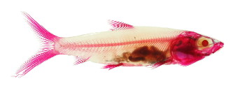 Milkfish specimen